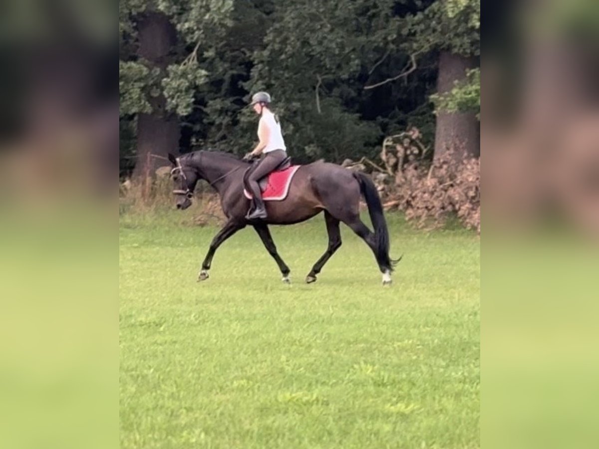 Hannoveraan Merrie 17 Jaar 173 cm Donkerbruin in Perleberg