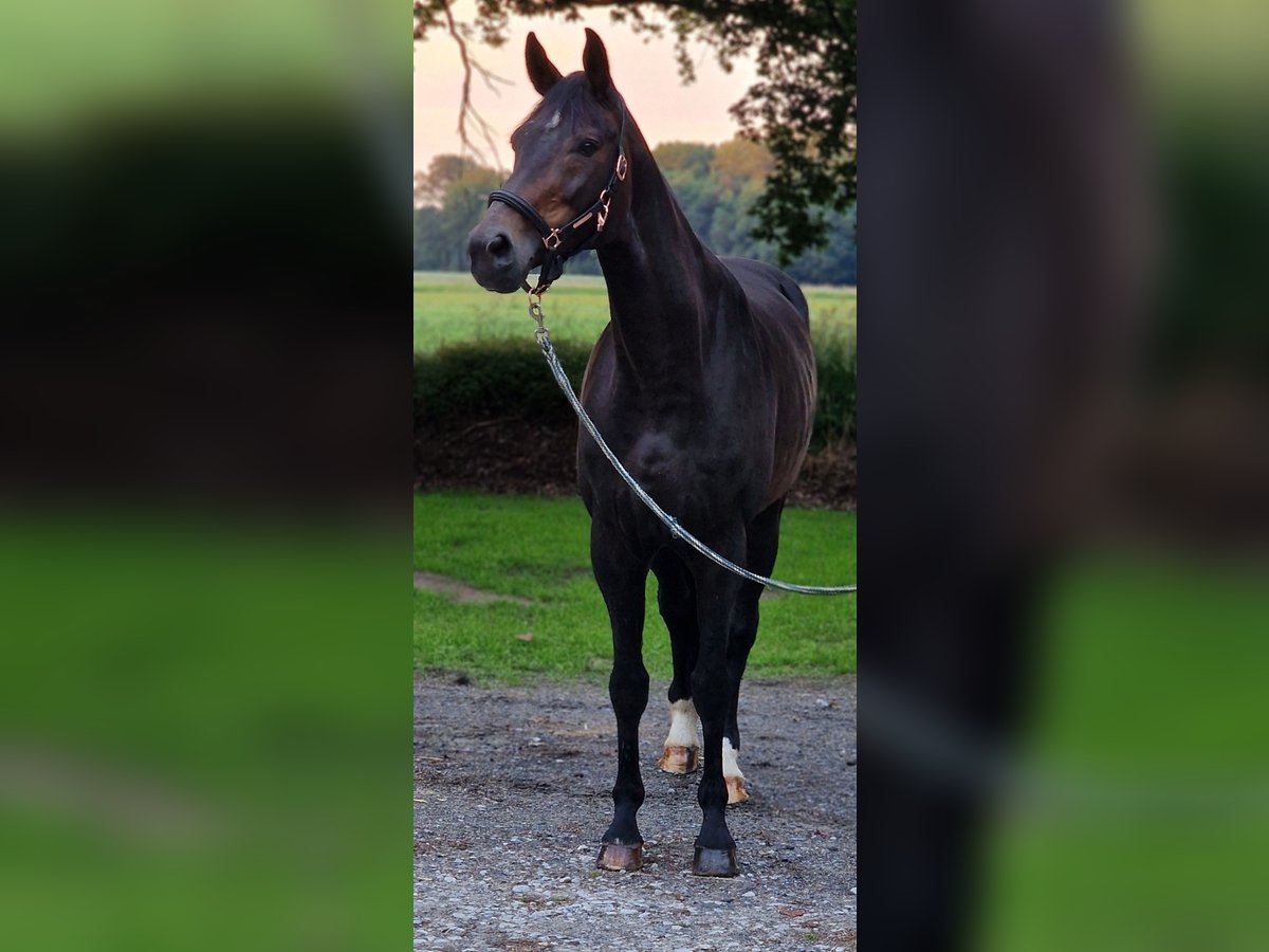 Hannoveraan Merrie 18 Jaar 166 cm in Warendorf