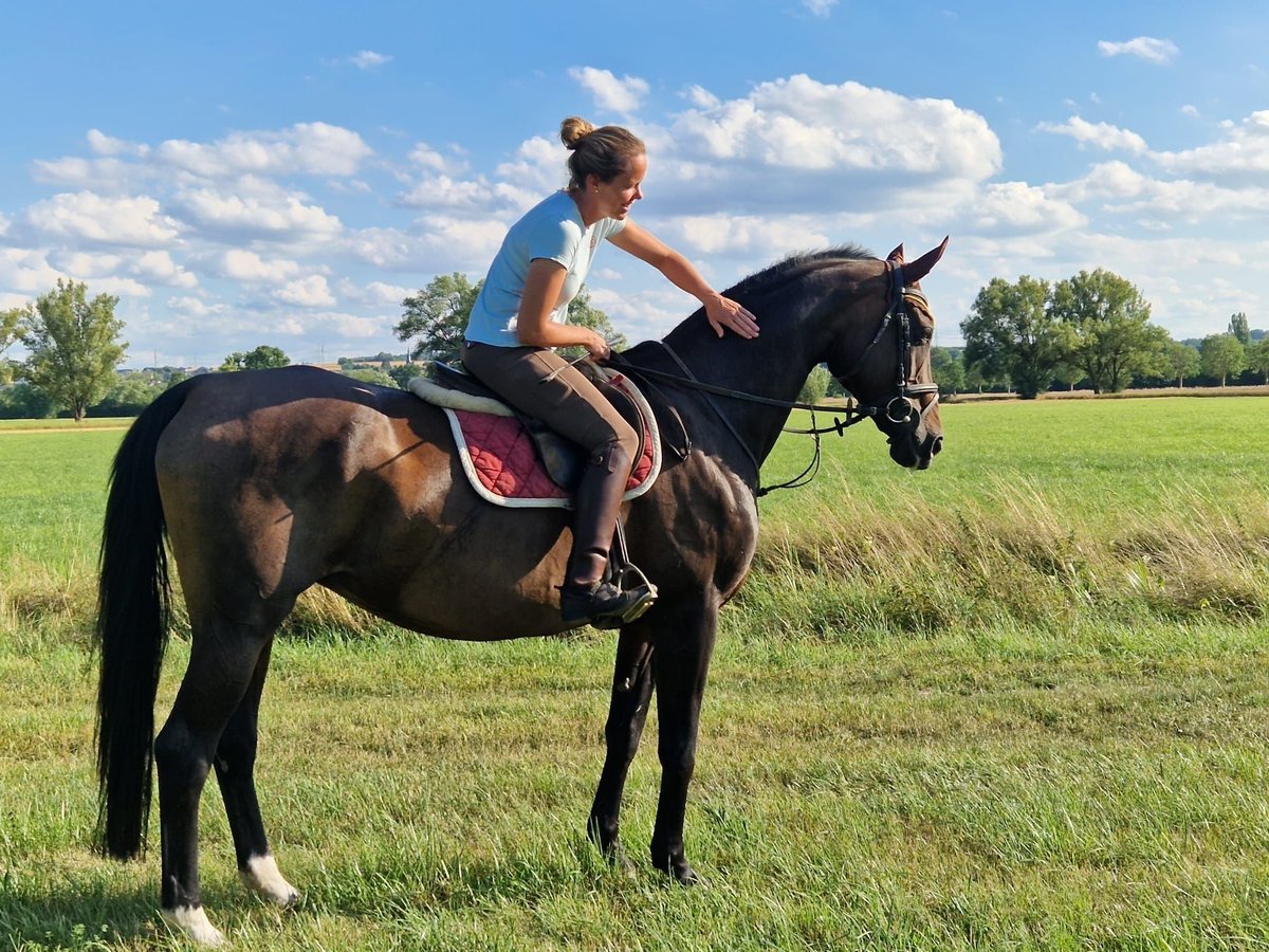 Hannoveraan Merrie 18 Jaar 169 cm Bruin in Runkel