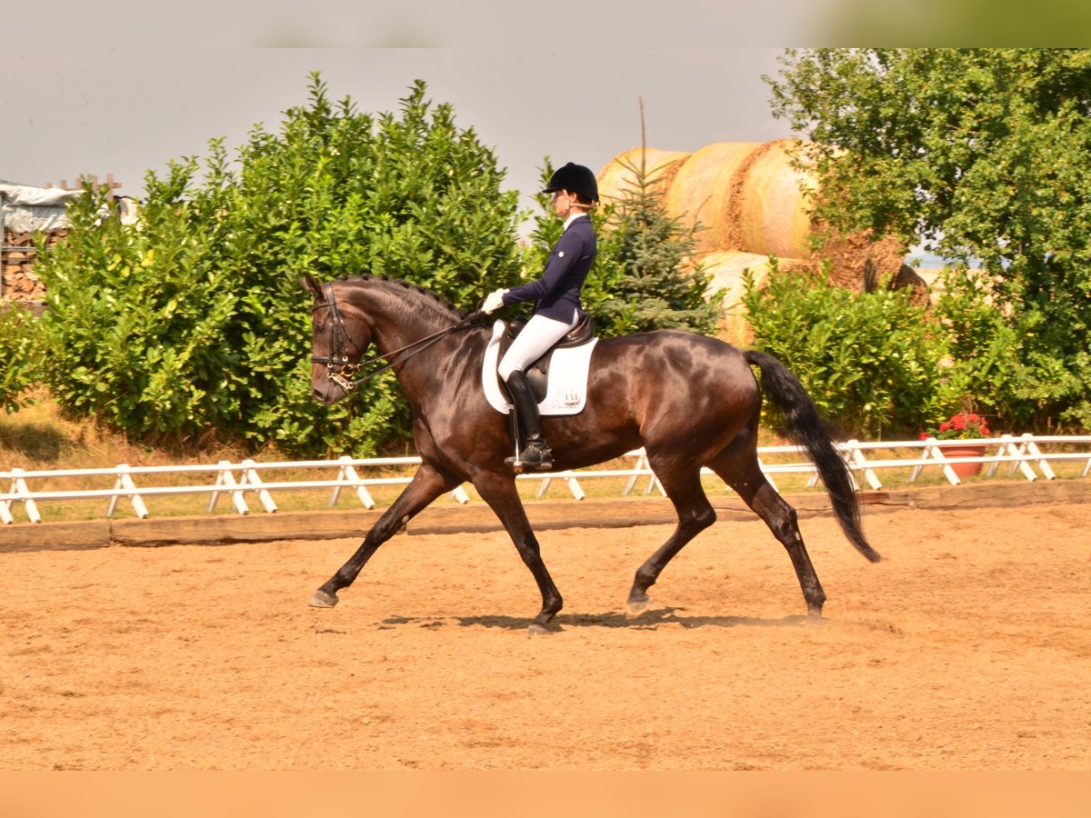 Hannoveraan Merrie 18 Jaar 170 cm Zwartbruin in Frankenthal (Pfalz)