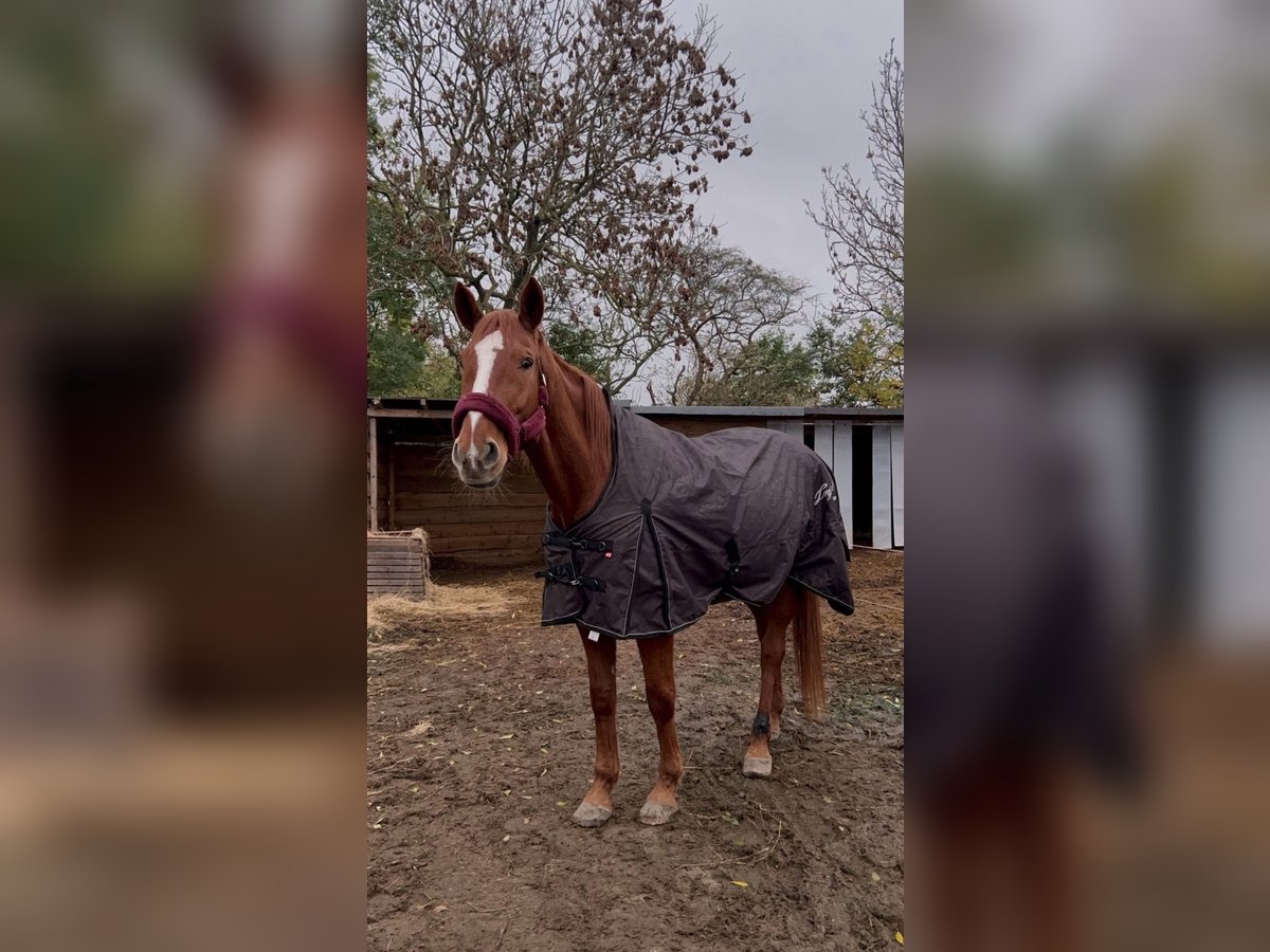 Hannoveraan Merrie 18 Jaar 173 cm Vos in Fehmarn