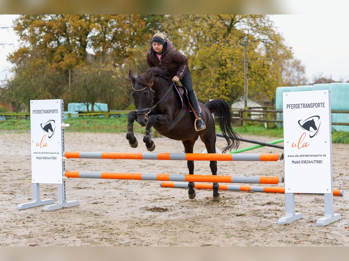 Hannoveraan Merrie 19 Jaar 162 cm Zwart in Gelsenkirchen