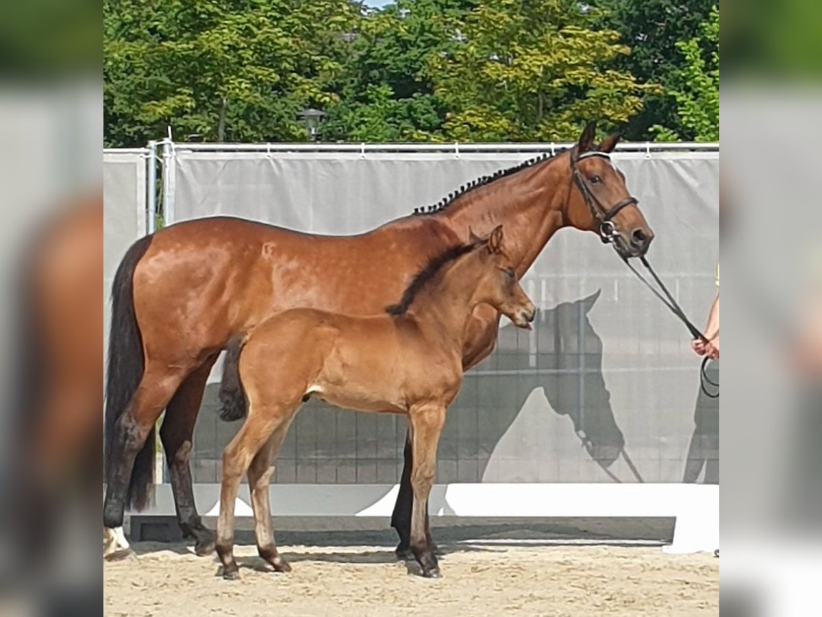 Hannoveraan Merrie 19 Jaar 167 cm Bruin in Havelaue