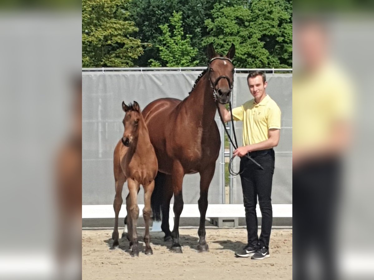 Hannoveraan Merrie 19 Jaar 167 cm Bruin in Havelaue