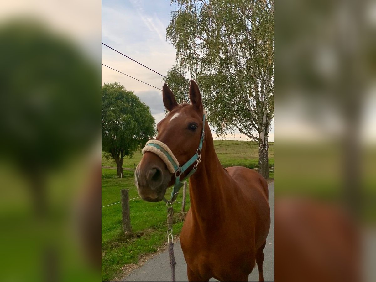 Hannoveraan Merrie 19 Jaar in Villmar