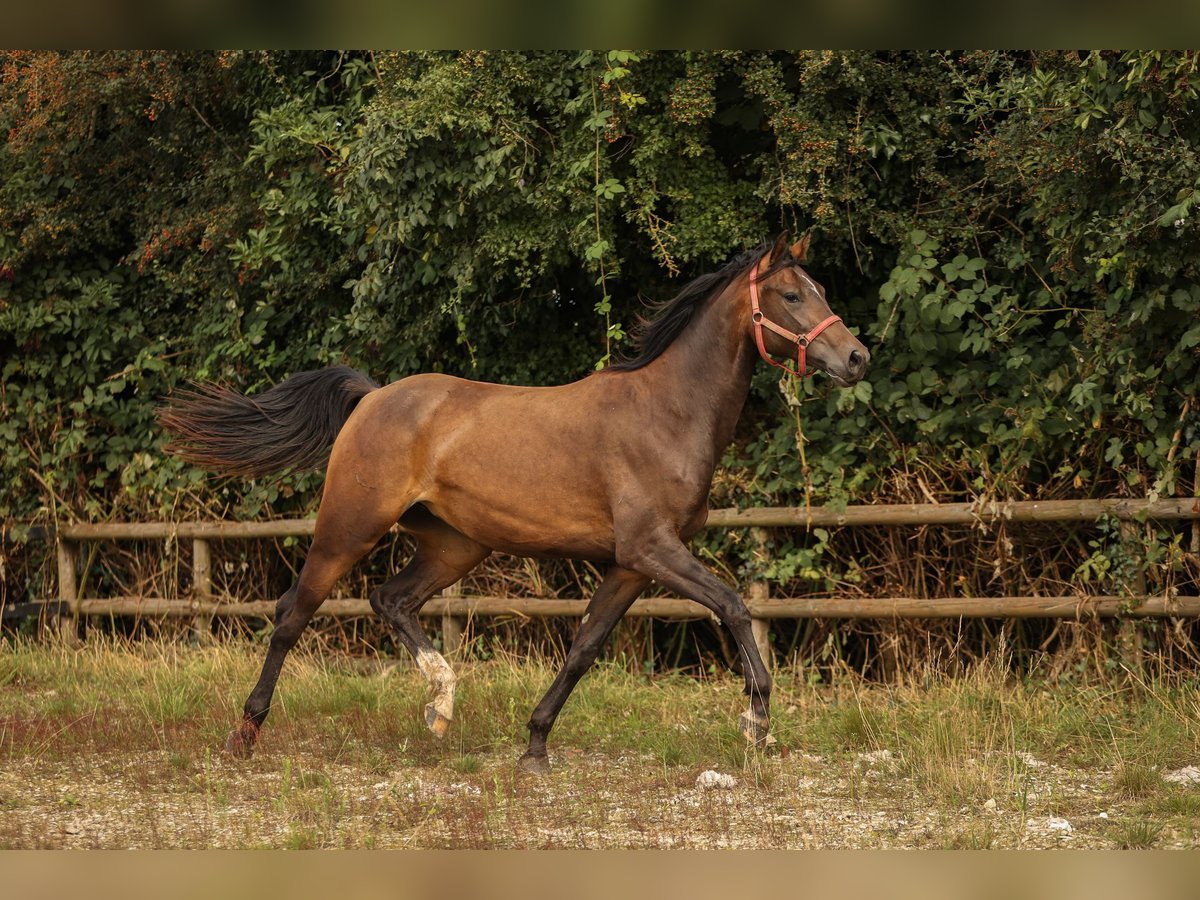 Hannoveraan Merrie 1 Jaar 147 cm Brown Falb schimmel in Moers