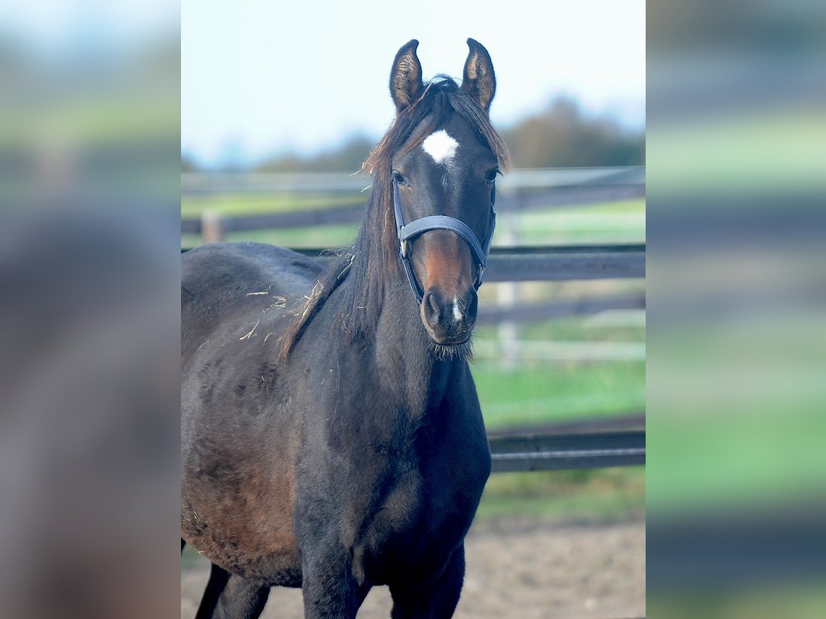 Hannoveraan Merrie 1 Jaar 155 cm Donkerbruin in Isernhagen