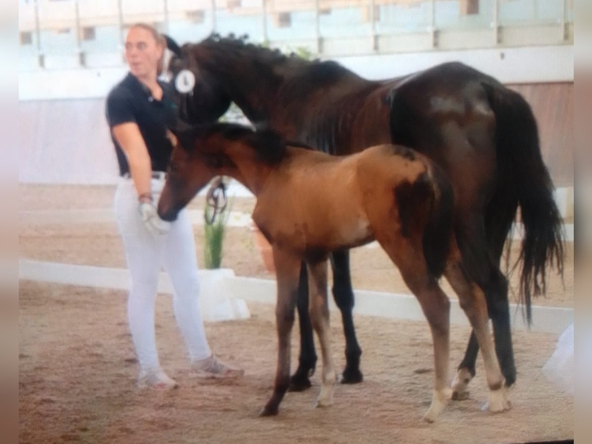 Hannoveraan Merrie 1 Jaar 163 cm Bruin in Heidenrod