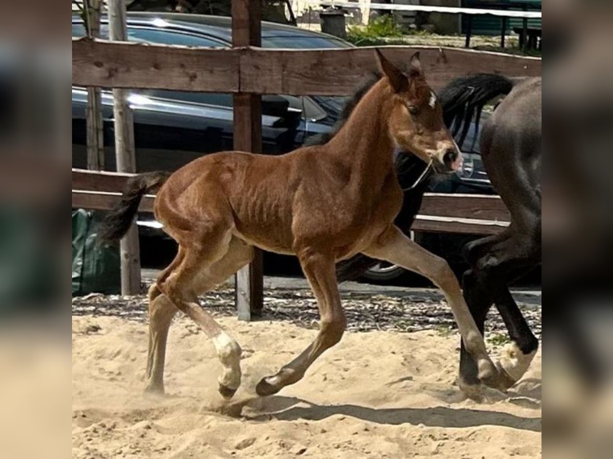 Hannoveraan Merrie 1 Jaar 167 cm Bruin in Mansfeld