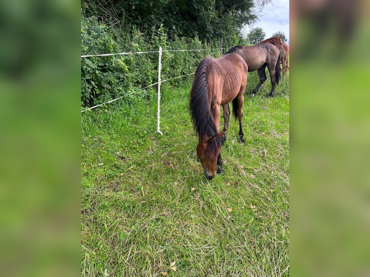 Hannoveraan Merrie 1 Jaar 167 cm Bruin in Einbeck