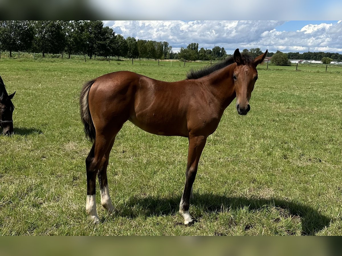 Hannoveraan Merrie 1 Jaar 167 cm Bruin in Babenhausen