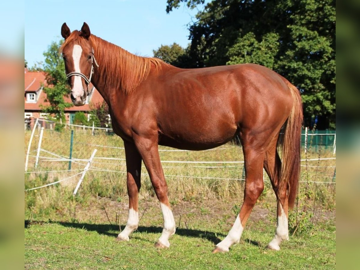 Hannoveraan Merrie 1 Jaar 167 cm Vos in Neuhaus