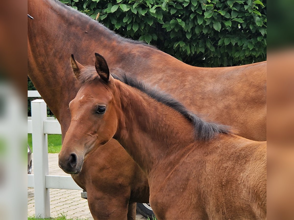 Hannoveraan Merrie 1 Jaar 168 cm Bruin in Barnsdorf