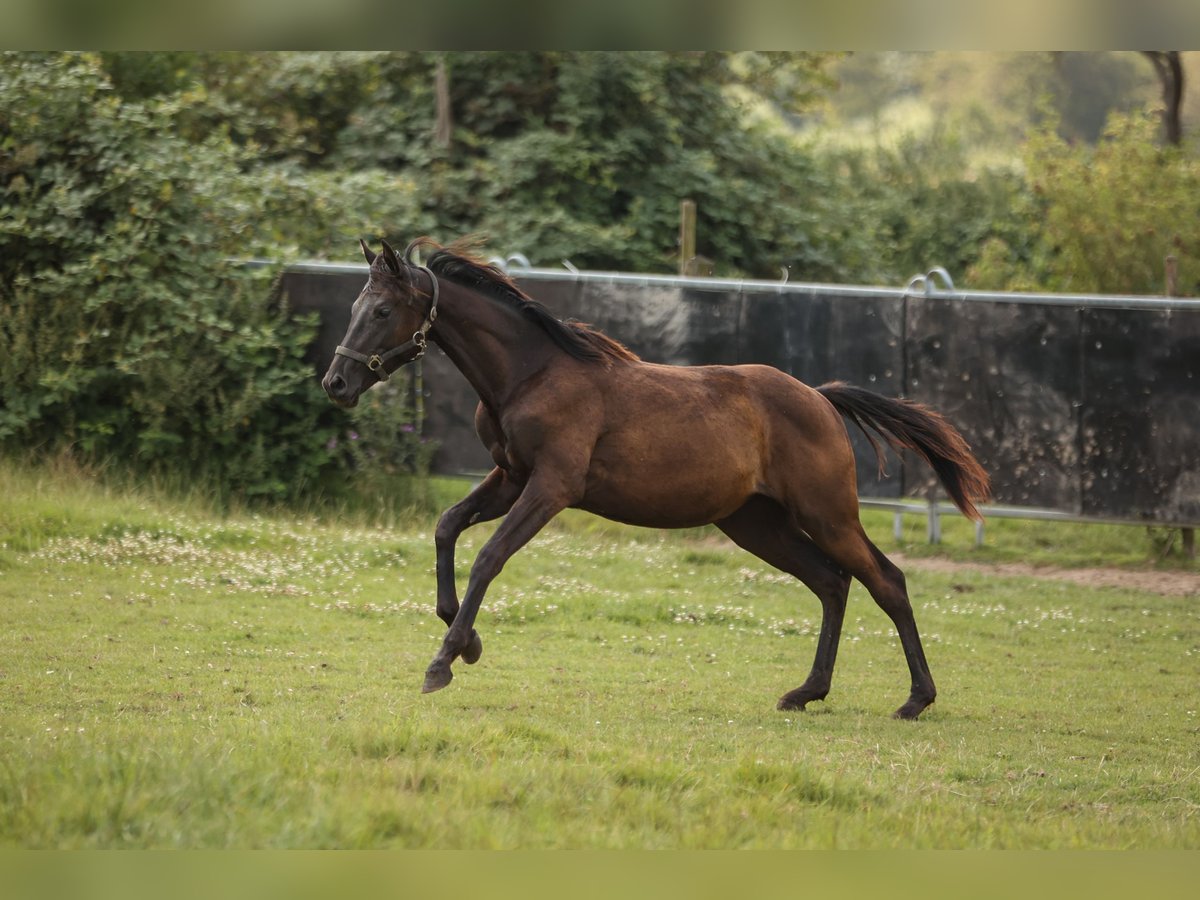 Hannoveraan Merrie 1 Jaar 169 cm Zwart in Moers