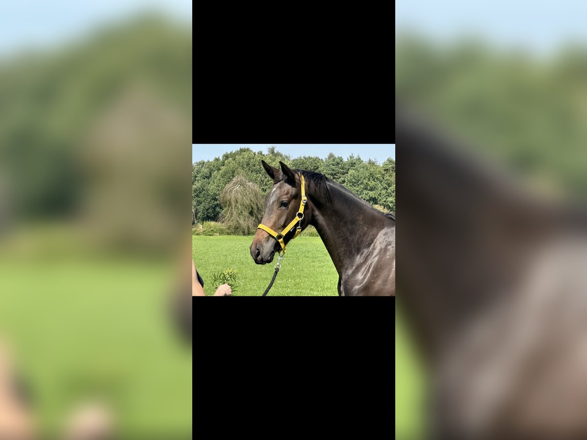 Hannoveraan Merrie 1 Jaar 170 cm Donkerbruin in Langwedel