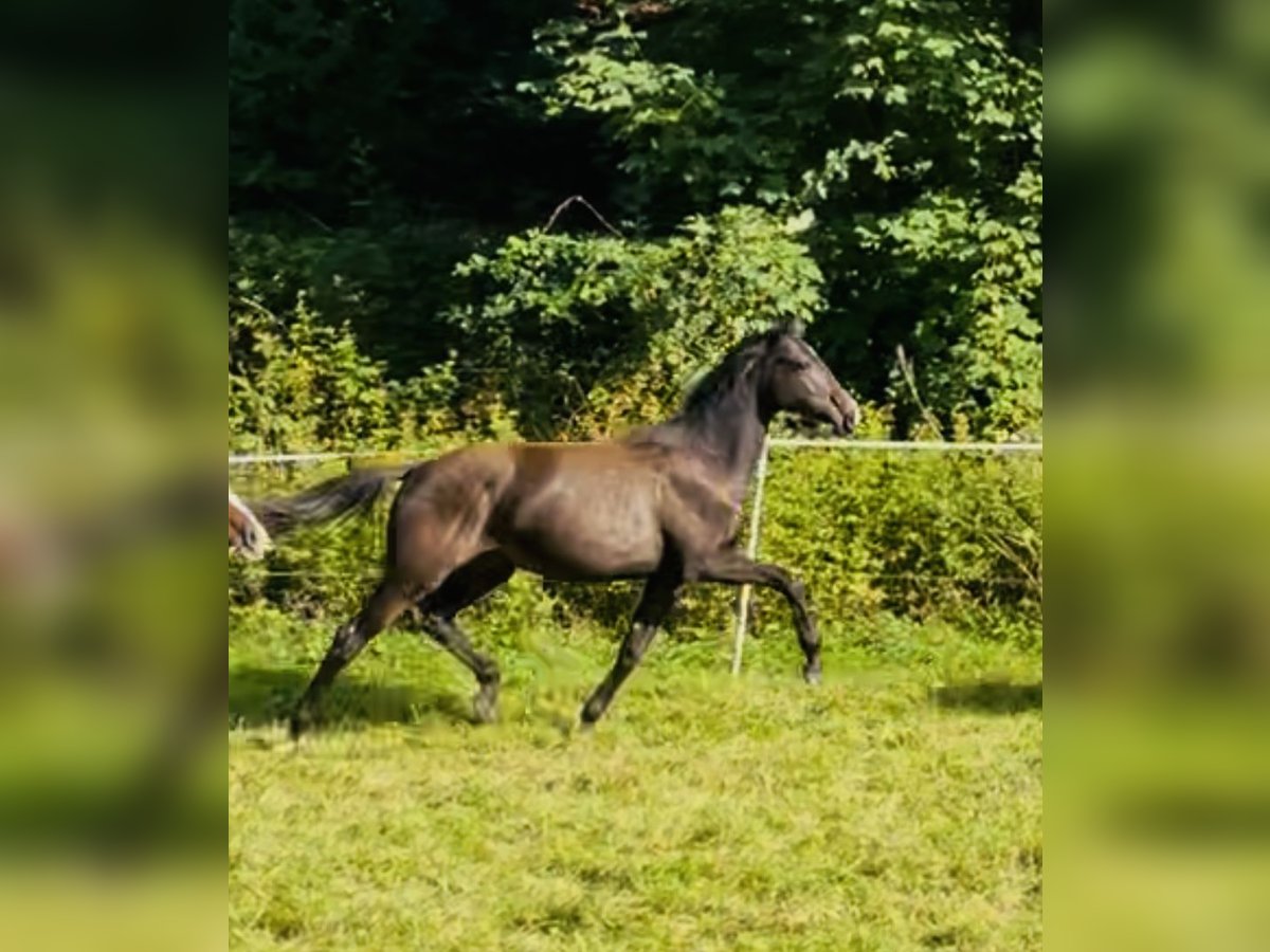 Hannoveraan Merrie 1 Jaar 170 cm Donkerbruin in Hetschburg