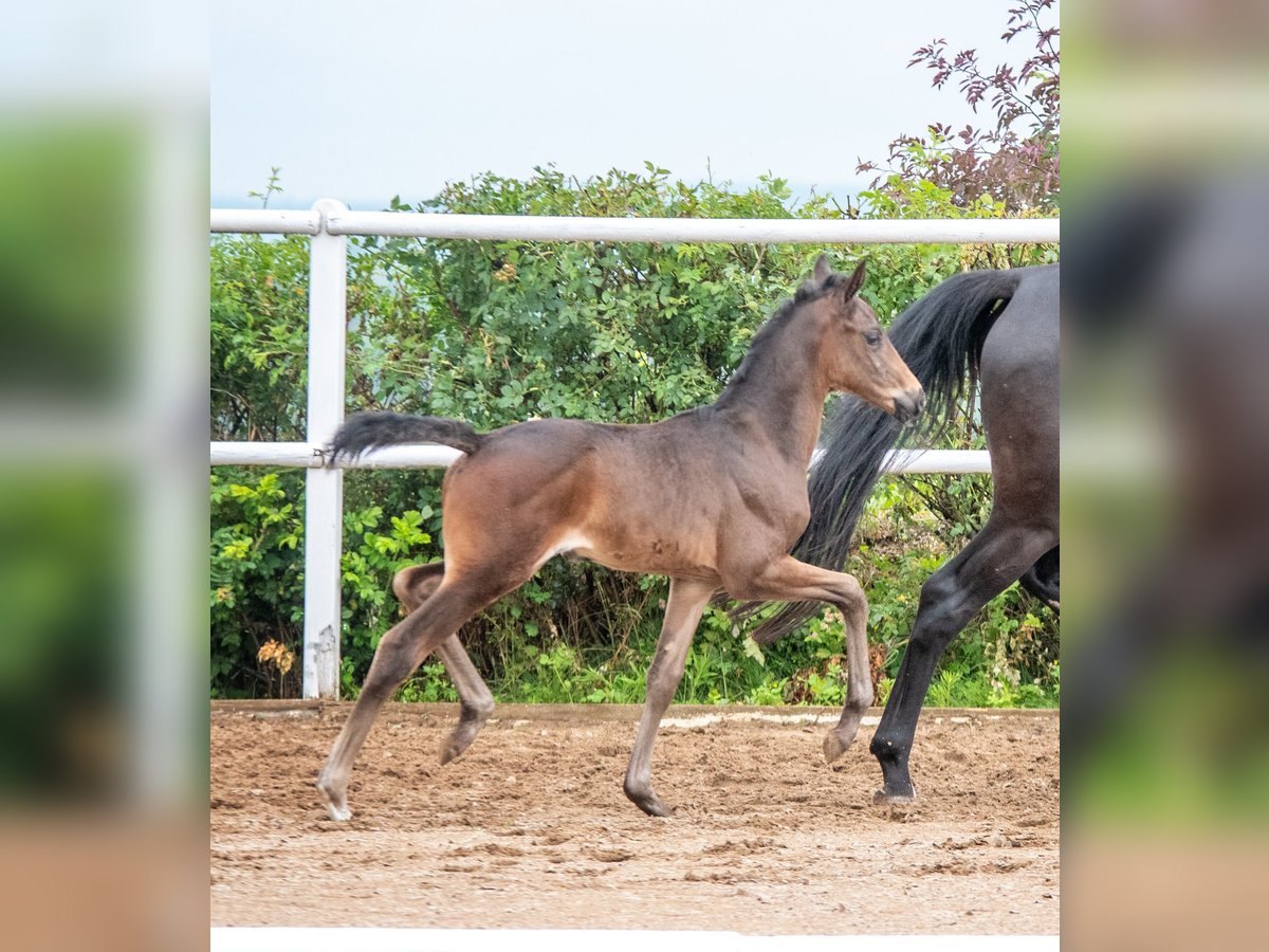 Hannoveraan Merrie 1 Jaar 170 cm Donkerbruin in Hetschburg