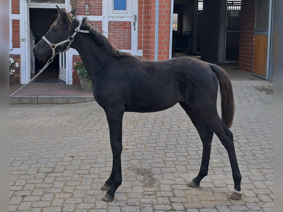 Hannoveraan Merrie 1 Jaar 170 cm Zwart in Bargstedt