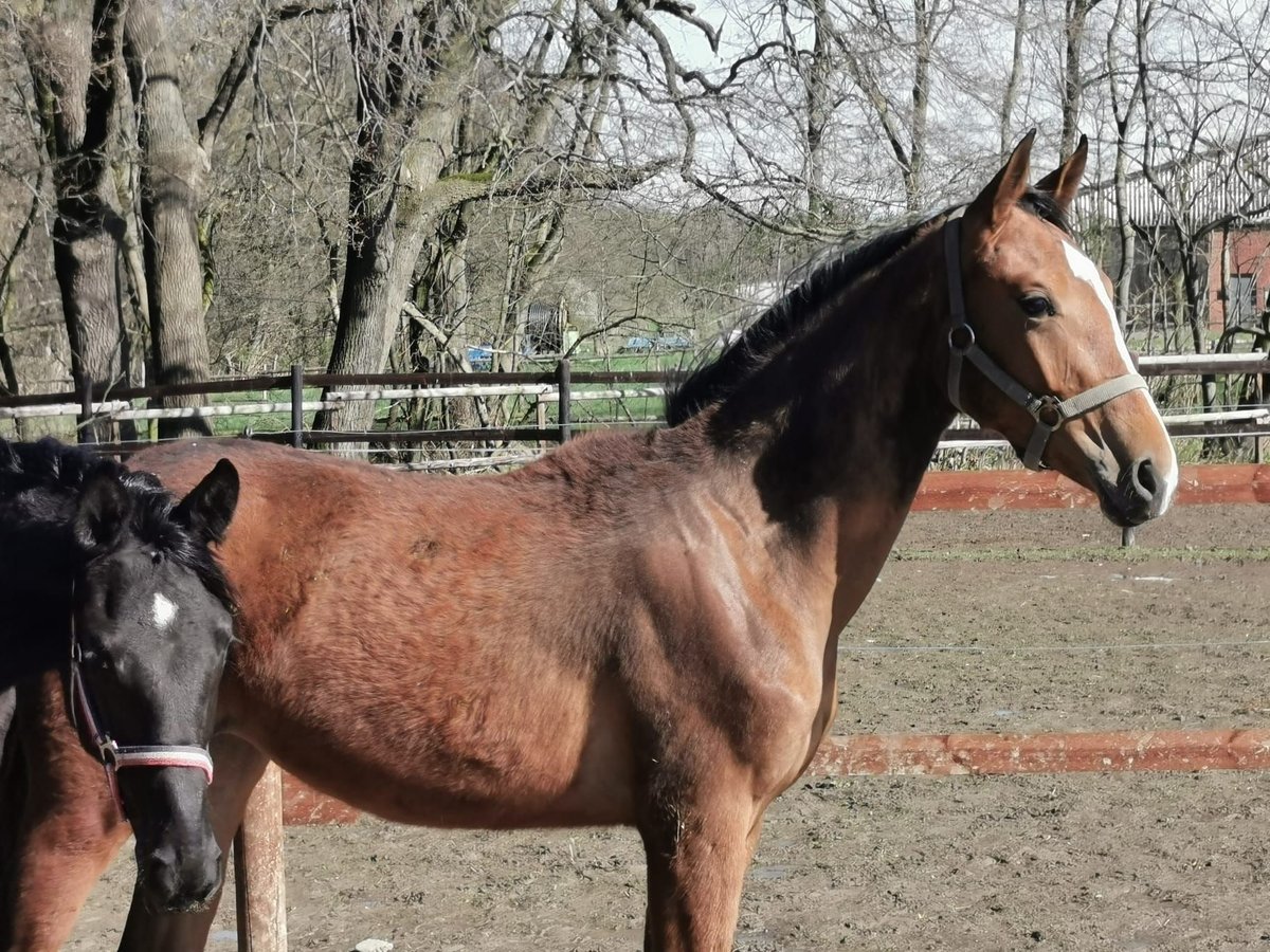 Hannoveraan Merrie 1 Jaar 172 cm Bruin in Vienenburg