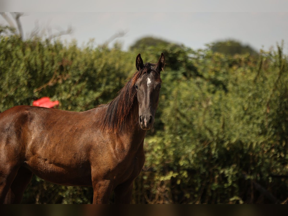 Hannoveraan Merrie 1 Jaar 172 cm Zwartbruin in Moers