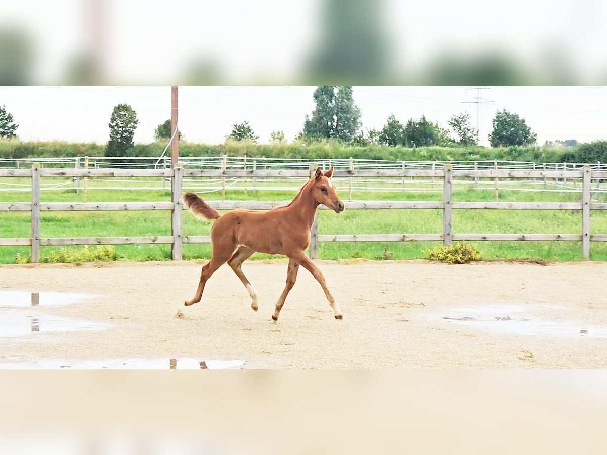 Hannoveraan Merrie 1 Jaar 173 cm Donkere-vos in Langenau