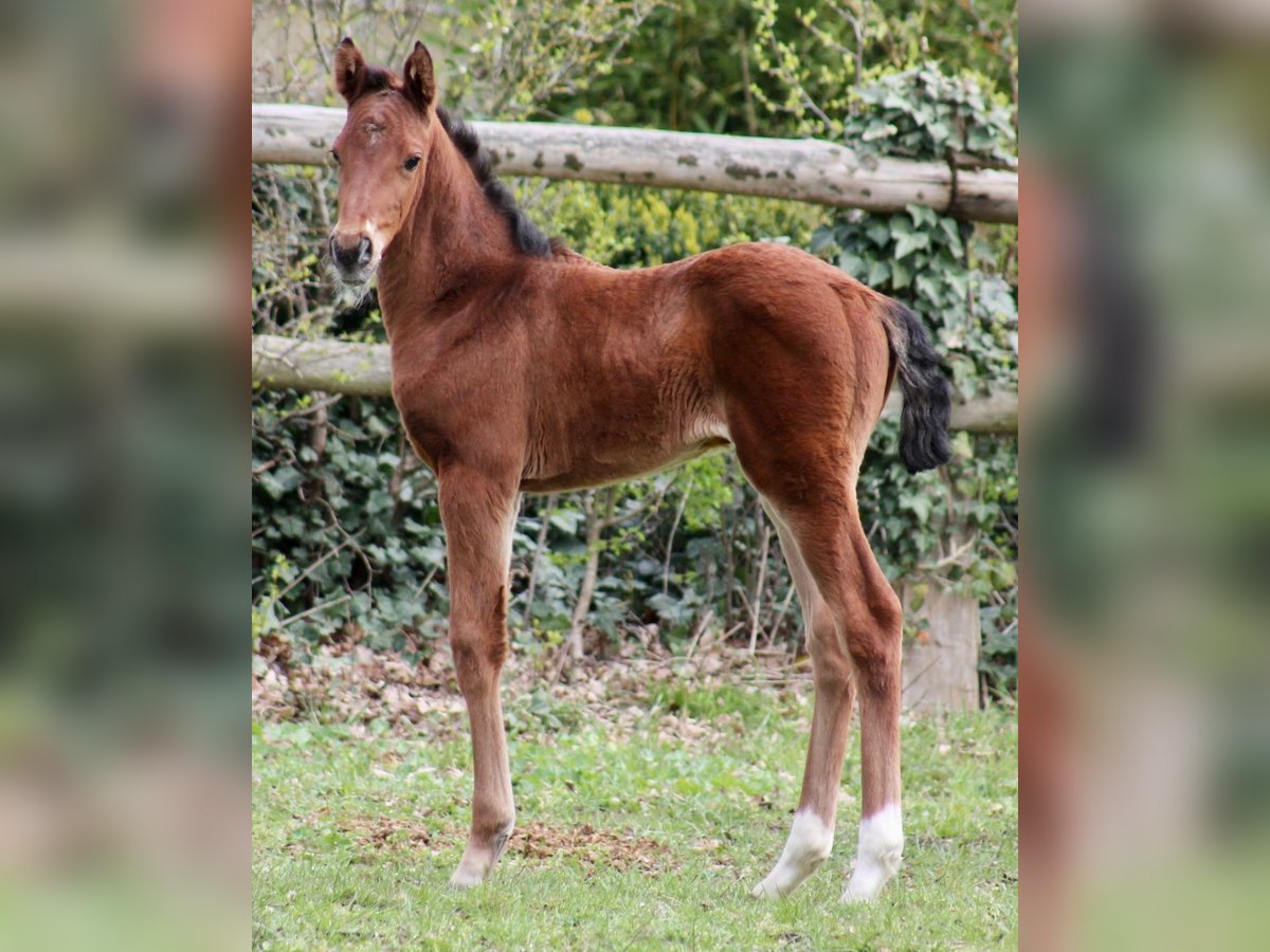 Hannoveraan Merrie 1 Jaar Bruin in Neustadt am Rübenberge