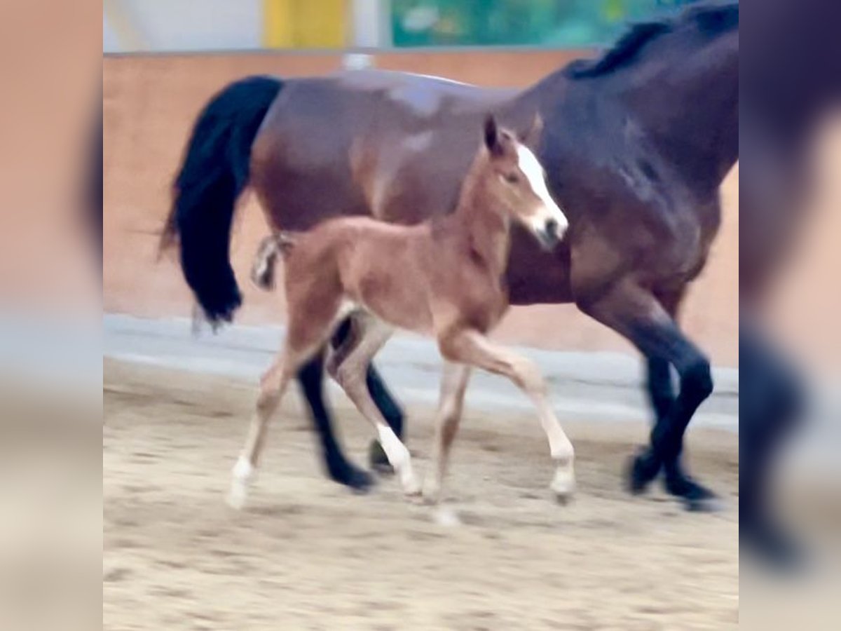 Hannoveraan Merrie 1 Jaar Bruin in Rees