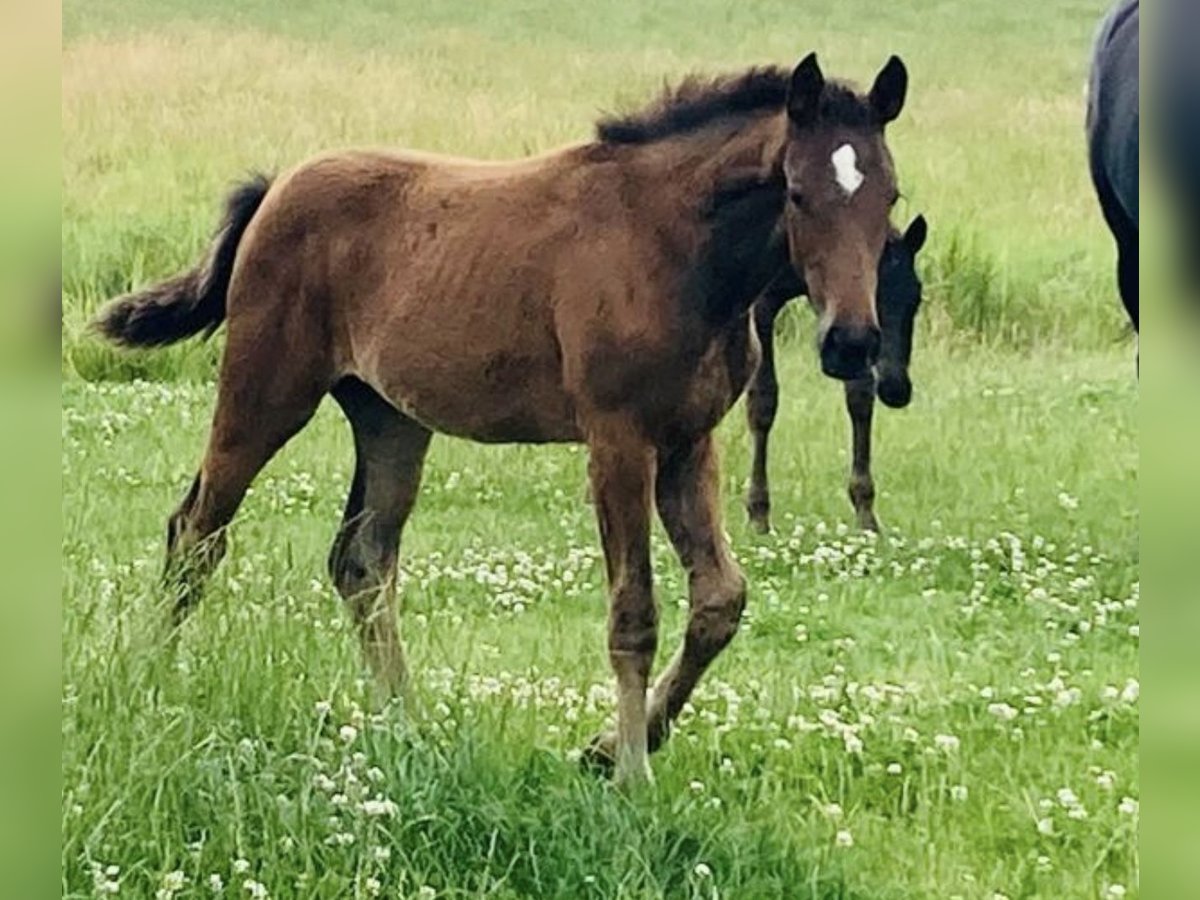 Hannoveraan Merrie 1 Jaar Donkerbruin in Butjadingen