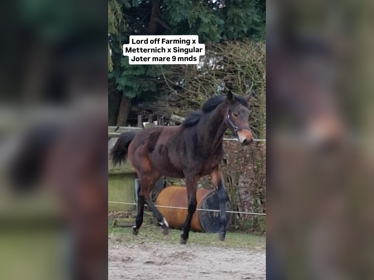 Hannoveraan Merrie 1 Jaar in Barger-Compascuum
