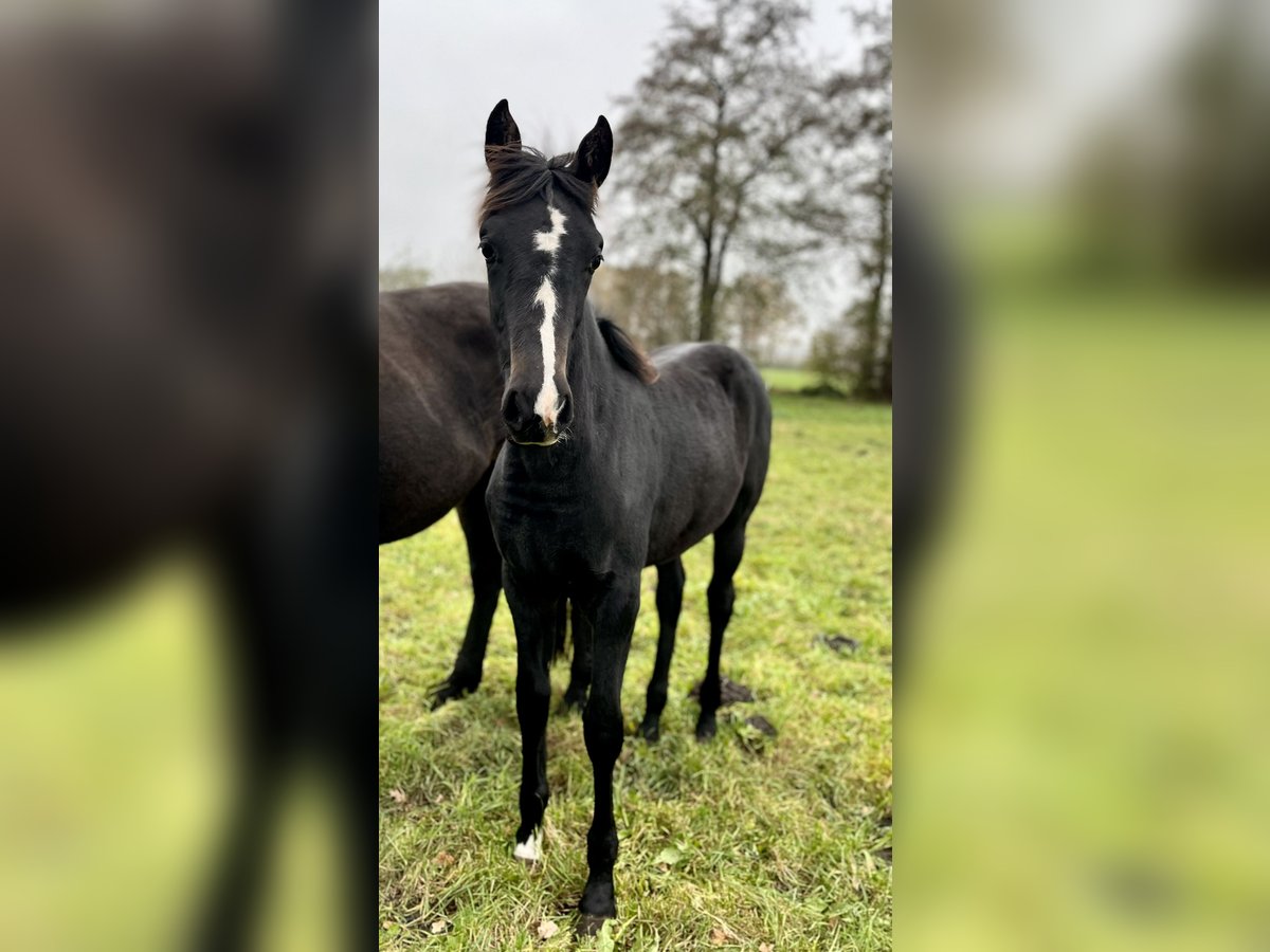 Hannoveraan Merrie 1 Jaar Zwart in Anderlingen