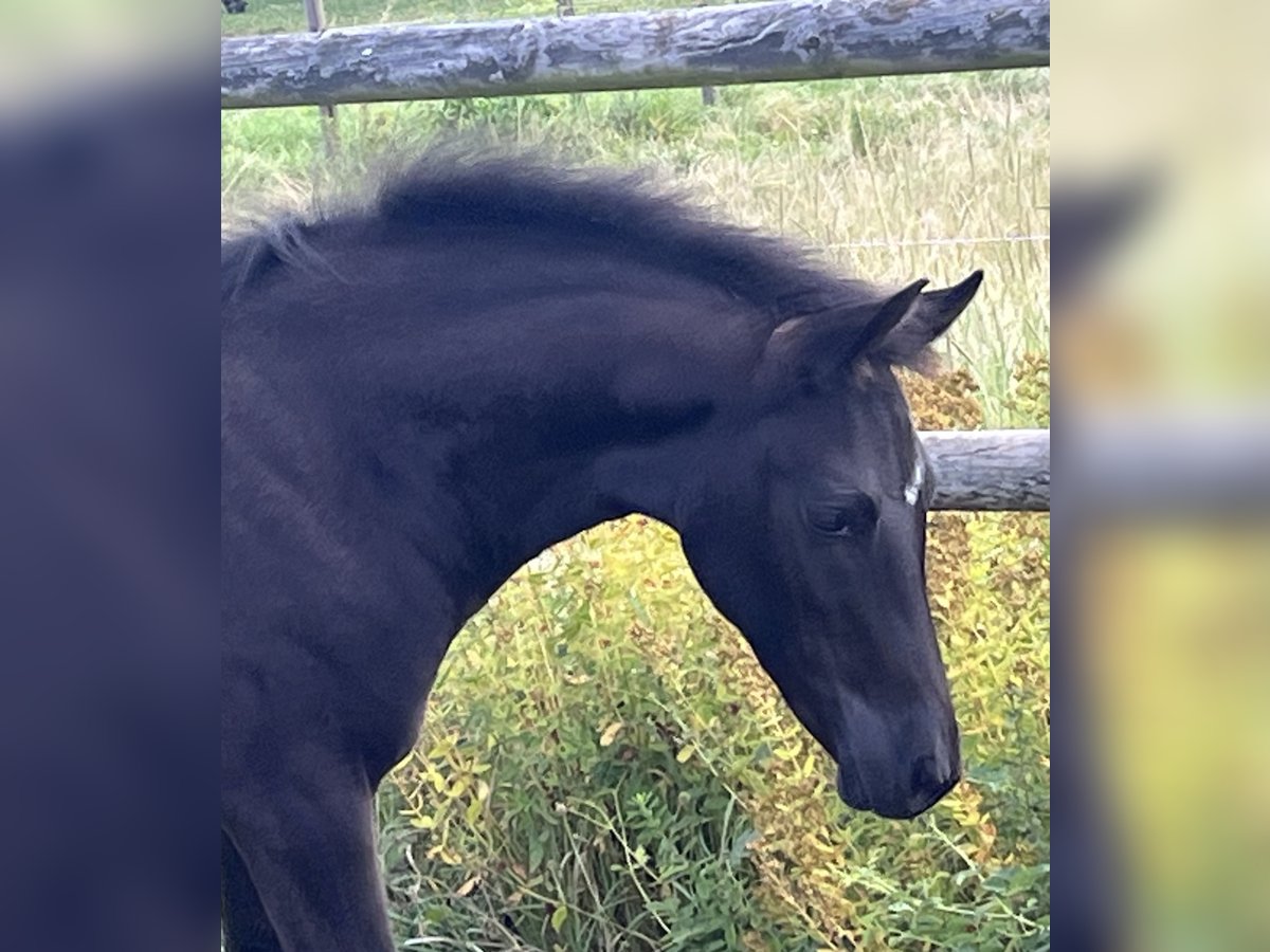 Hannoveraan Merrie 1 Jaar Zwart in Schaffhausen