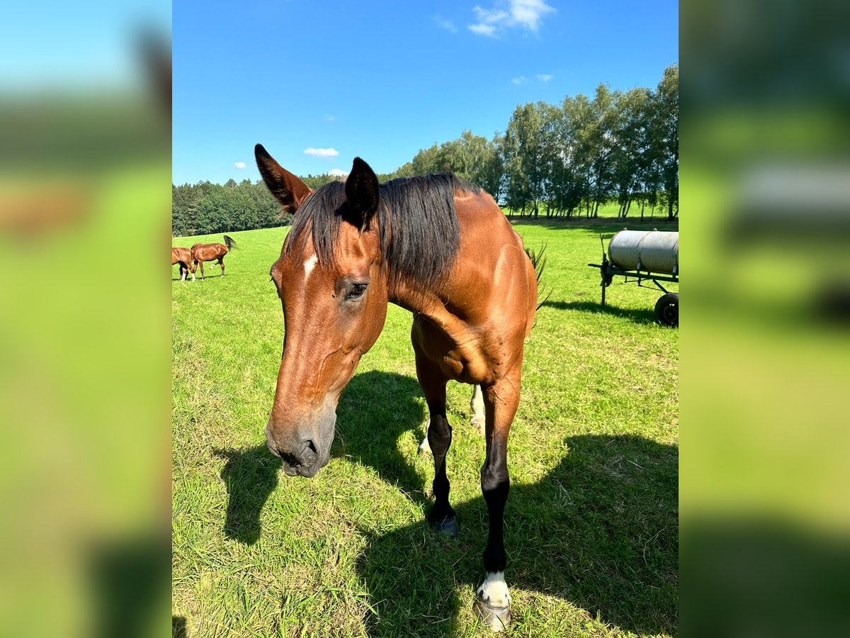 Hannoveraan Merrie 20 Jaar 165 cm Bruin in Etzean