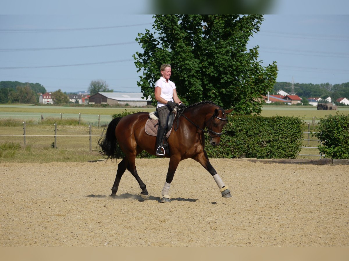 Hannoveraan Merrie 20 Jaar 168 cm Bruin in K&#xFC;hrstedt/Geestland