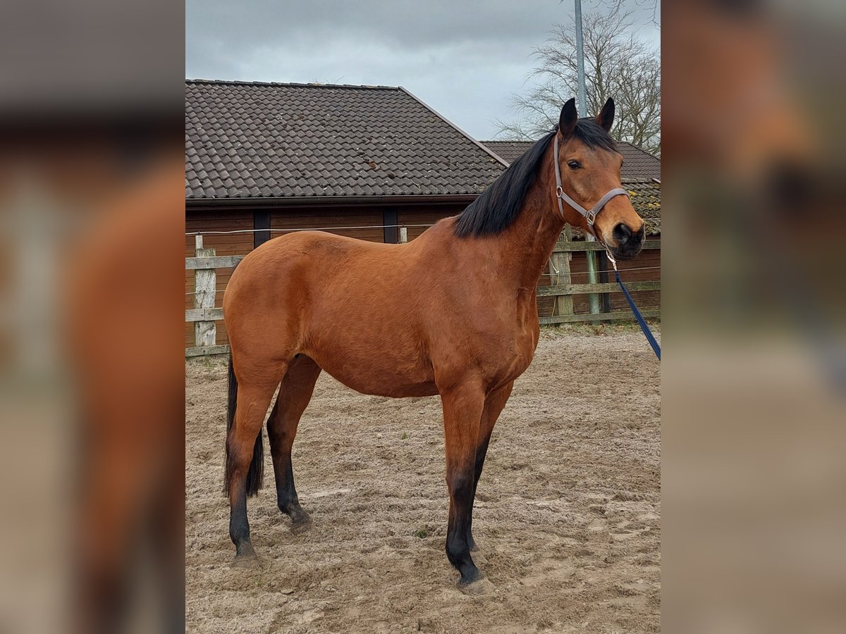 Hannoveraan Merrie 20 Jaar 170 cm Lichtbruin in Weener