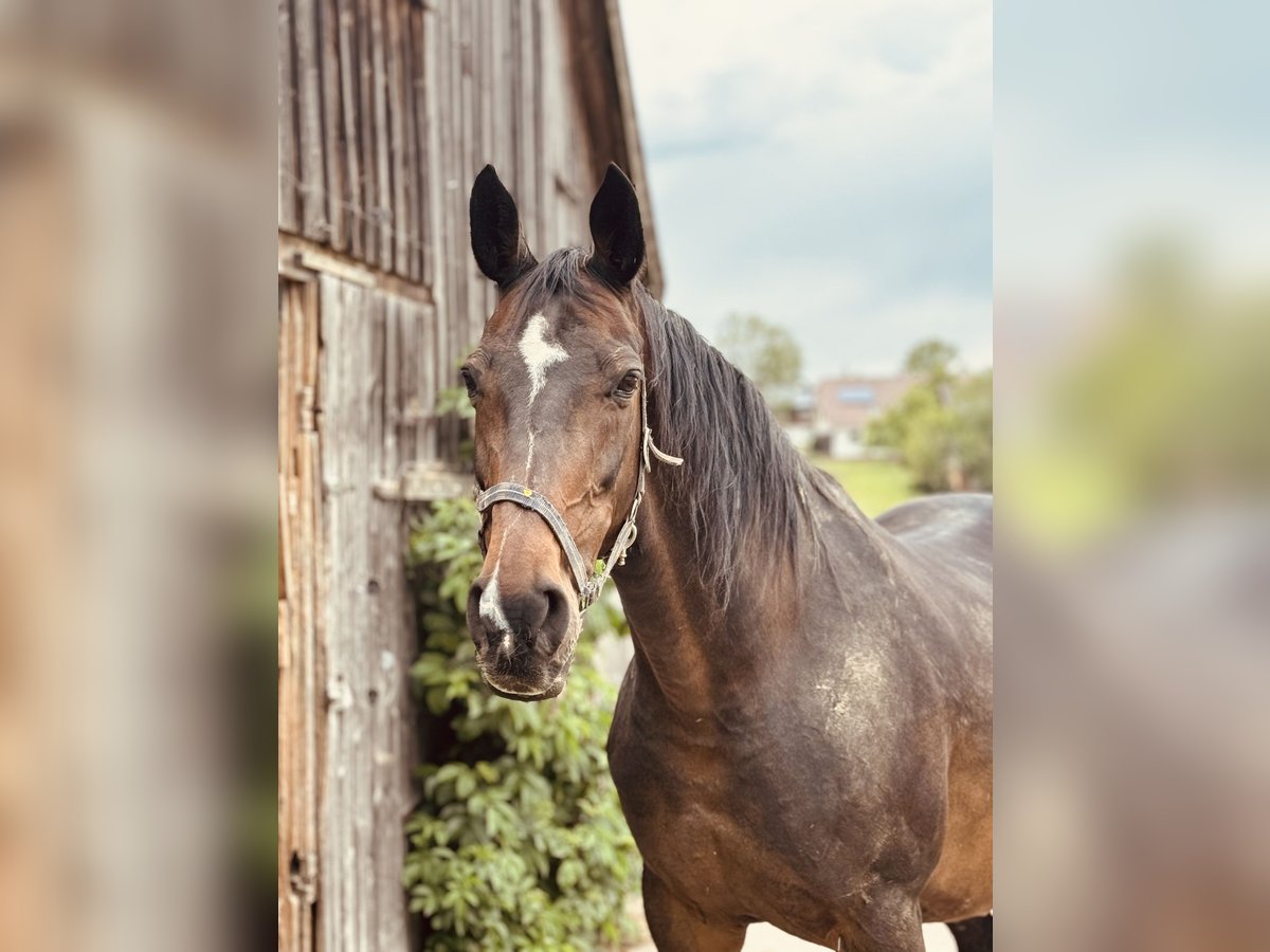 Hannoveraan Merrie 21 Jaar 170 cm Donkerbruin in Eschbronn Hannoveraan Merrie 21 Jaar 170 cm Donkerbruin in Eschbronn