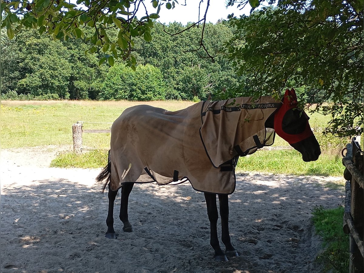 Hannoveraan Merrie 23 Jaar 160 cm Zwartbruin in Bispingen