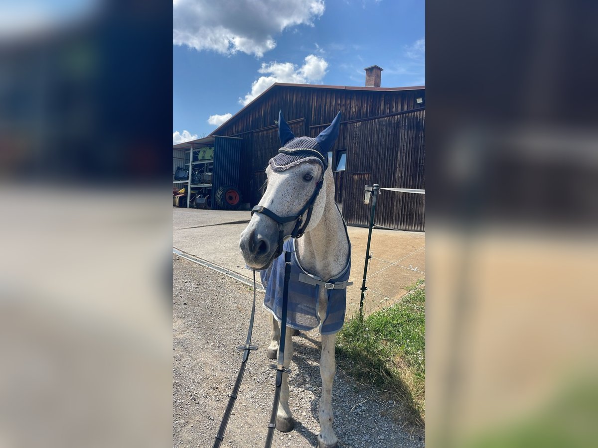 Hannoveraan Merrie 24 Jaar 170 cm Schimmel in HechingenHechingen