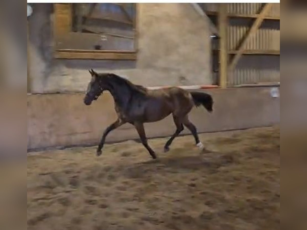 Hannoveraan Merrie 2 Jaar 153 cm Bruin in Schwarmstedt