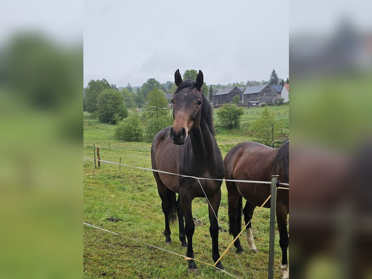 Hannoveraan Merrie 2 Jaar 158 cm Bruin in Oelsnitz