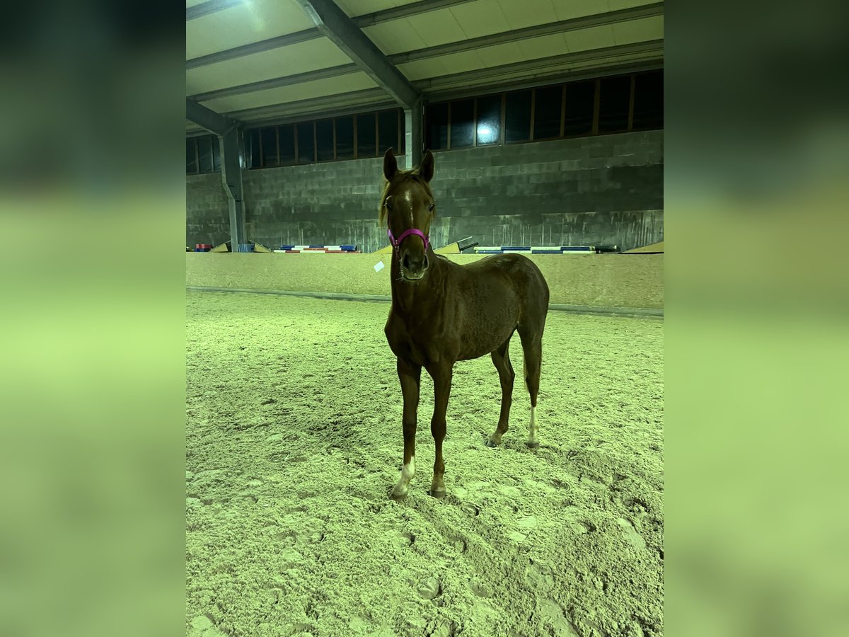Hannoveraan Merrie 2 Jaar 160 cm Vos in Emmerthal