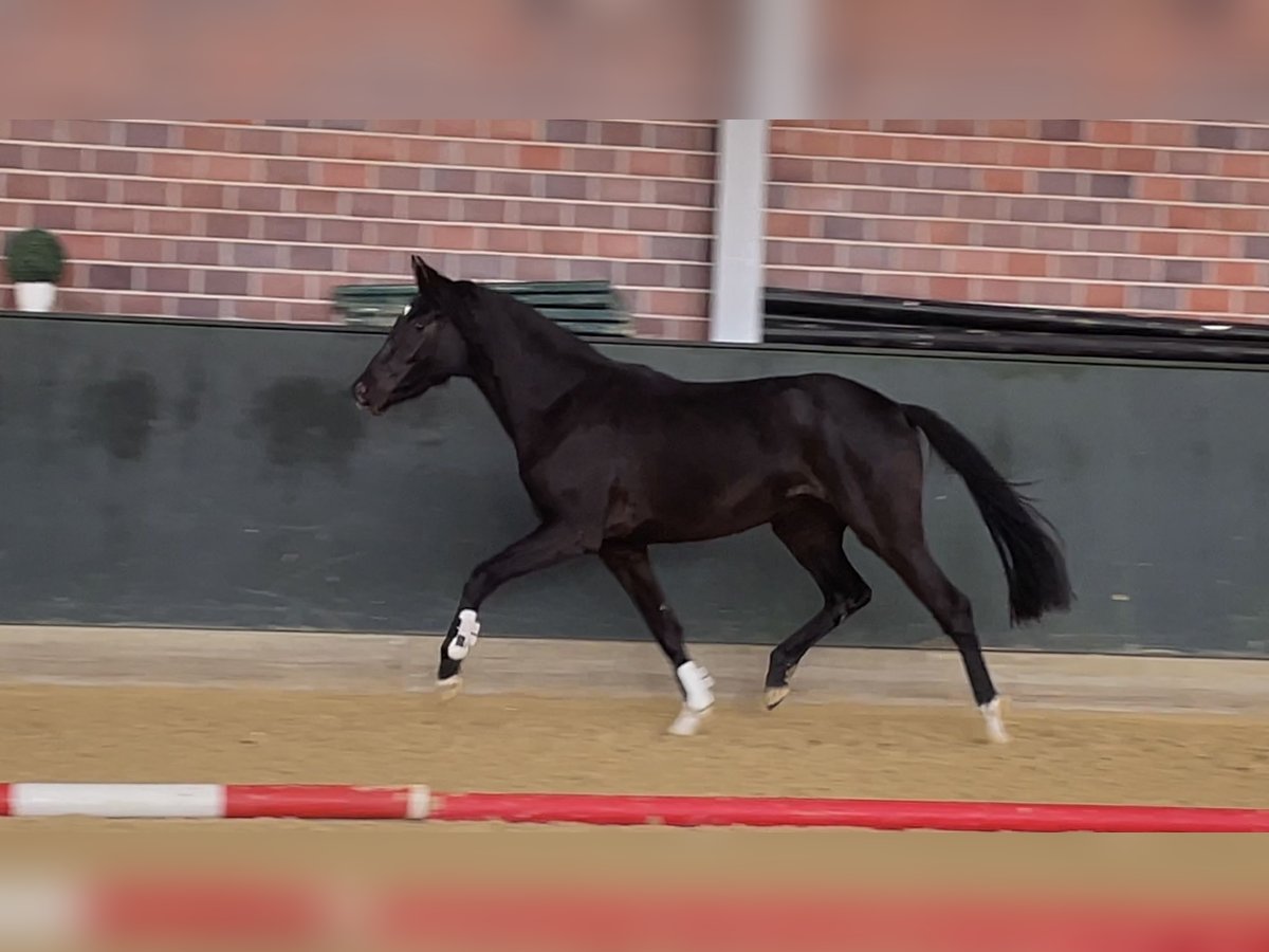 Hannoveraan Merrie 2 Jaar 161 cm Zwart in Gersten