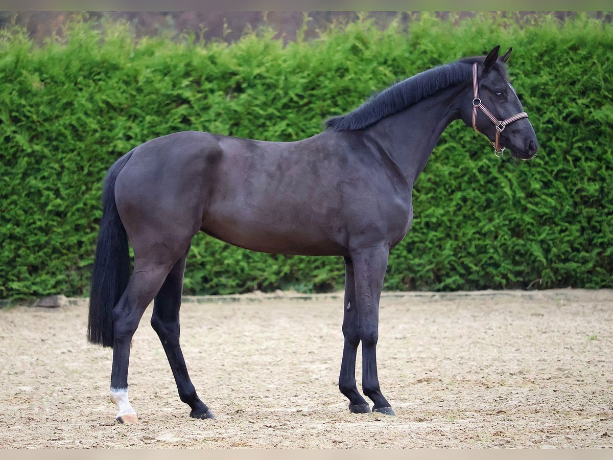 Hannoveraan Merrie 2 Jaar 161 cm Zwart in Gersten