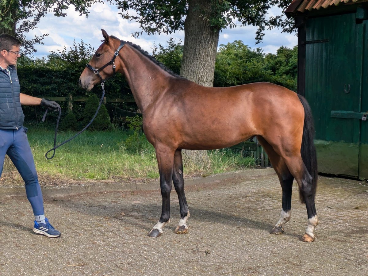 Hannoveraan Merrie 2 Jaar 162 cm Bruin in Großenkneten