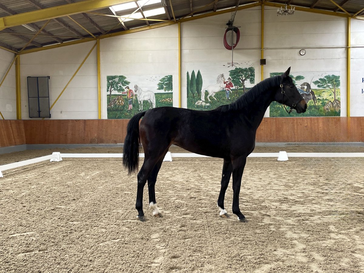 Hannoveraan Merrie 2 Jaar 163 cm Bruin in Rees