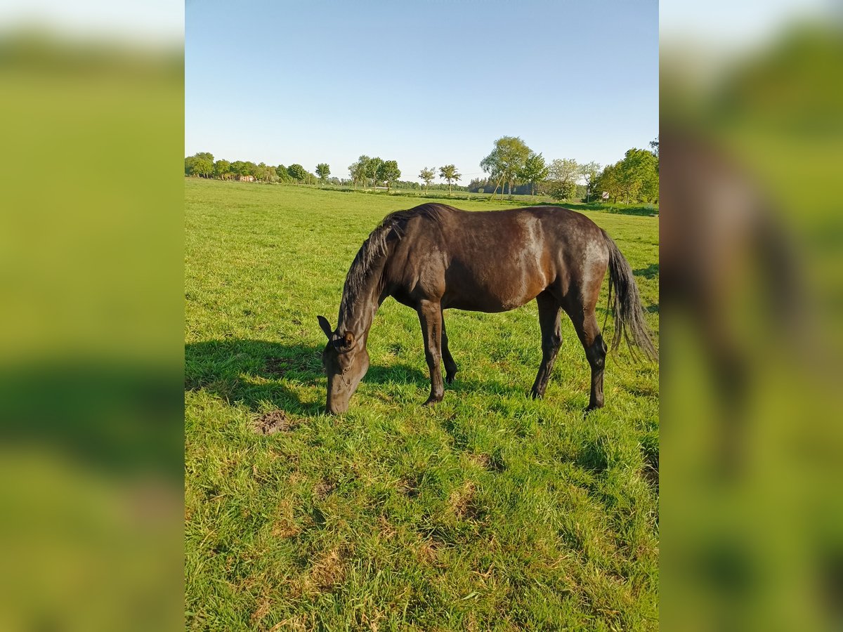 Hannoveraan Merrie 2 Jaar 163 cm Zwart in Ihlow Bangstede