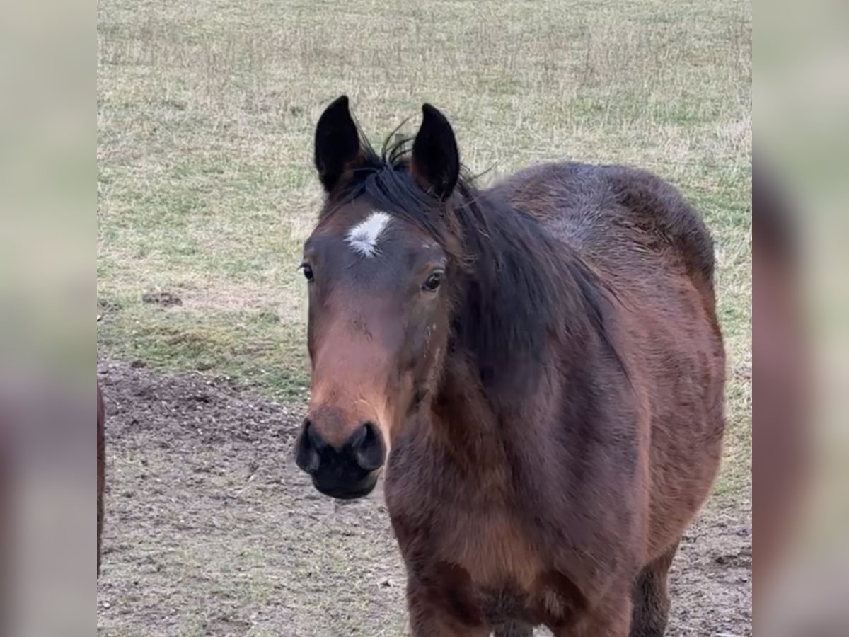 Hannoveraan Merrie 2 Jaar 165 cm Bruin in Babenhausen