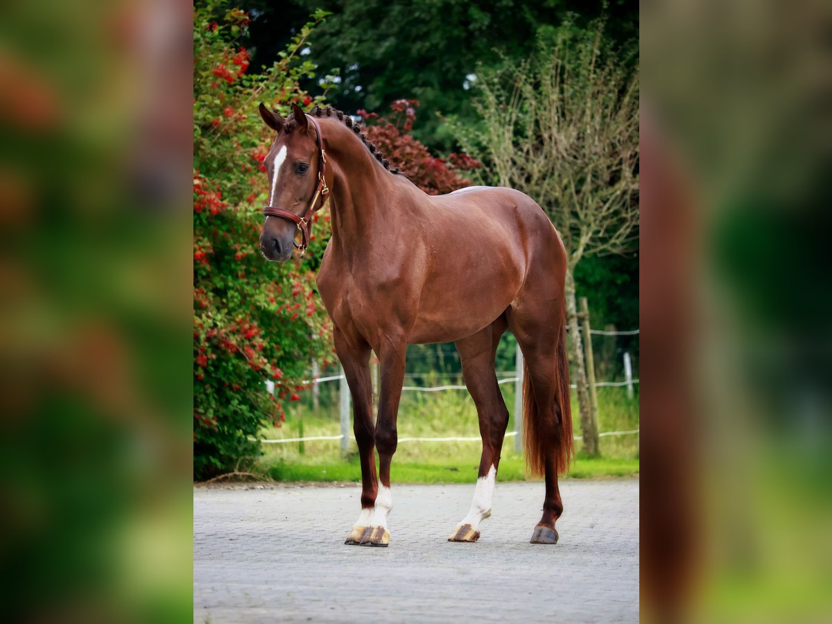 Hannoveraan Merrie 2 Jaar 167 cm Donkere-vos in Gersten