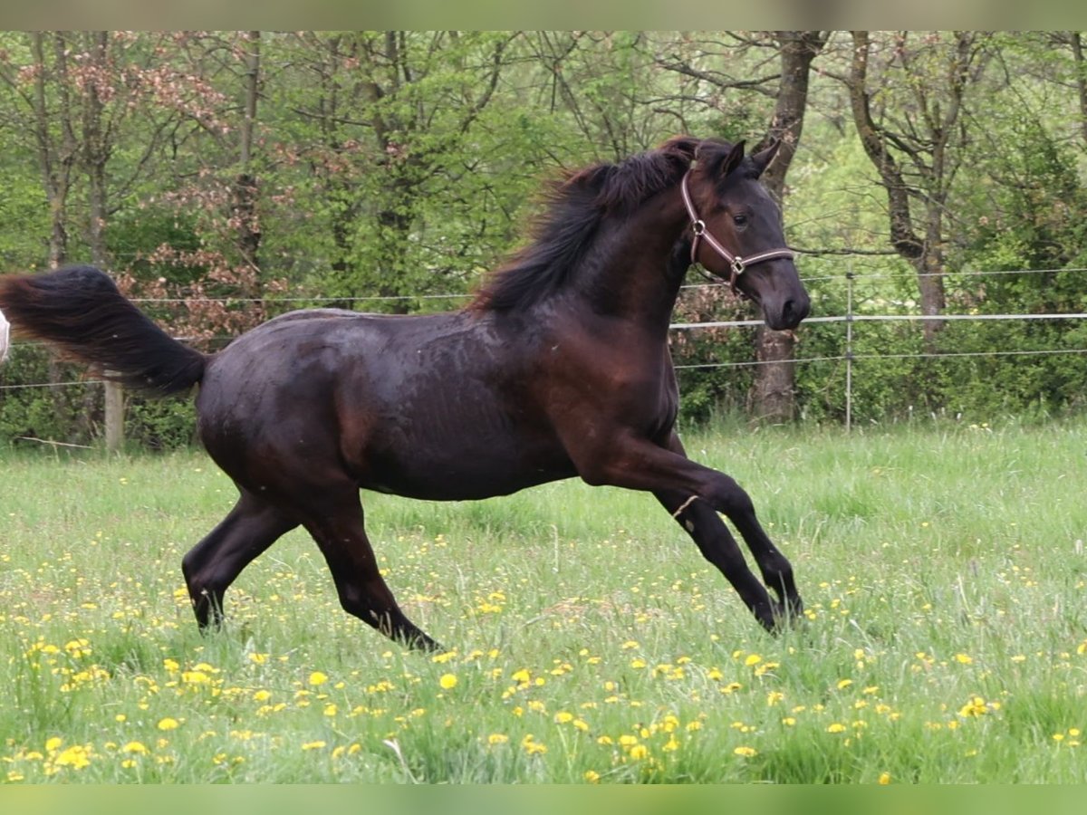 Hannoveraan Merrie 2 Jaar 167 cm Zwartbruin in Sinntal