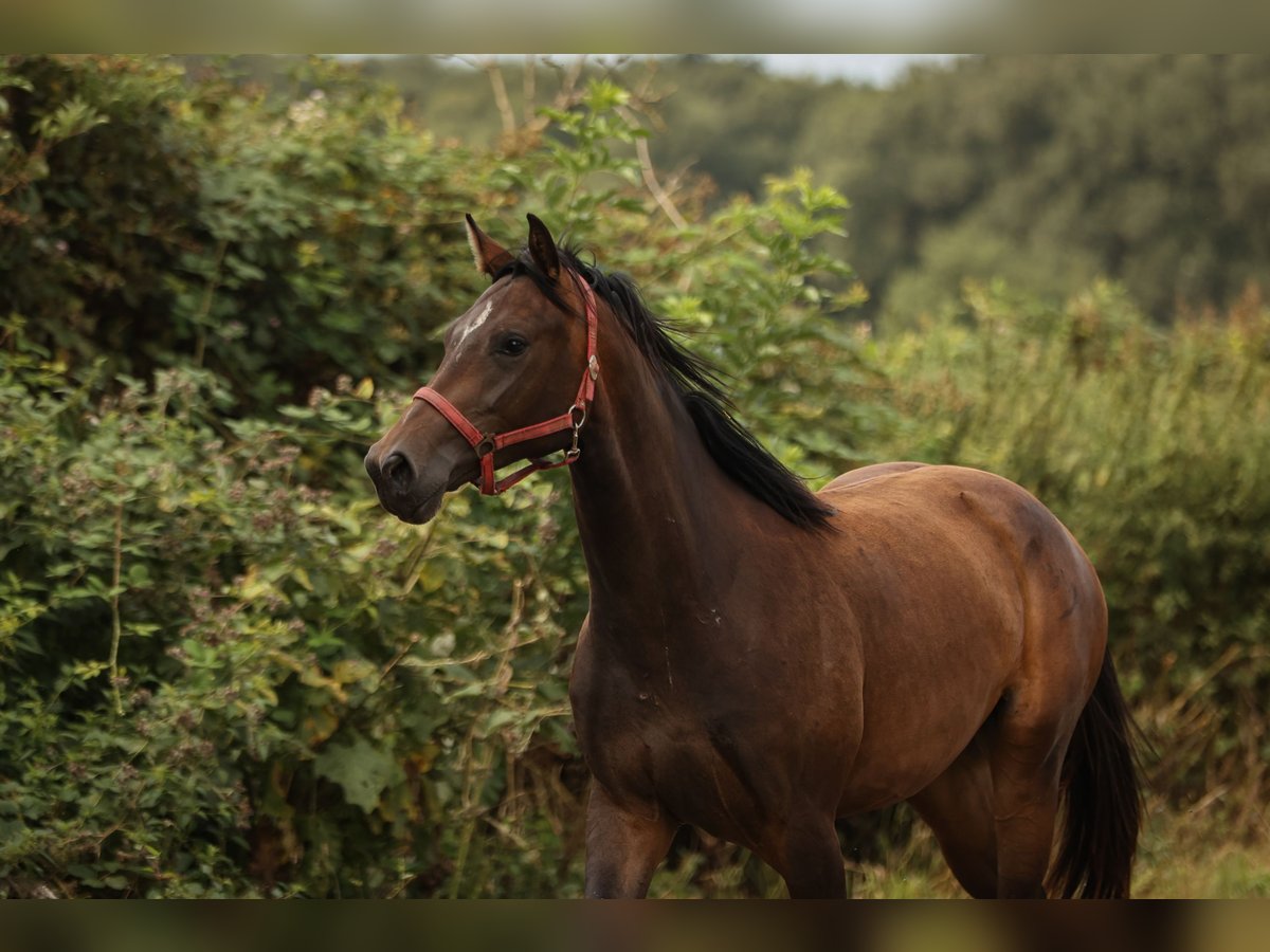 Hannoveraan Merrie 2 Jaar 168 cm Bruin in Moers