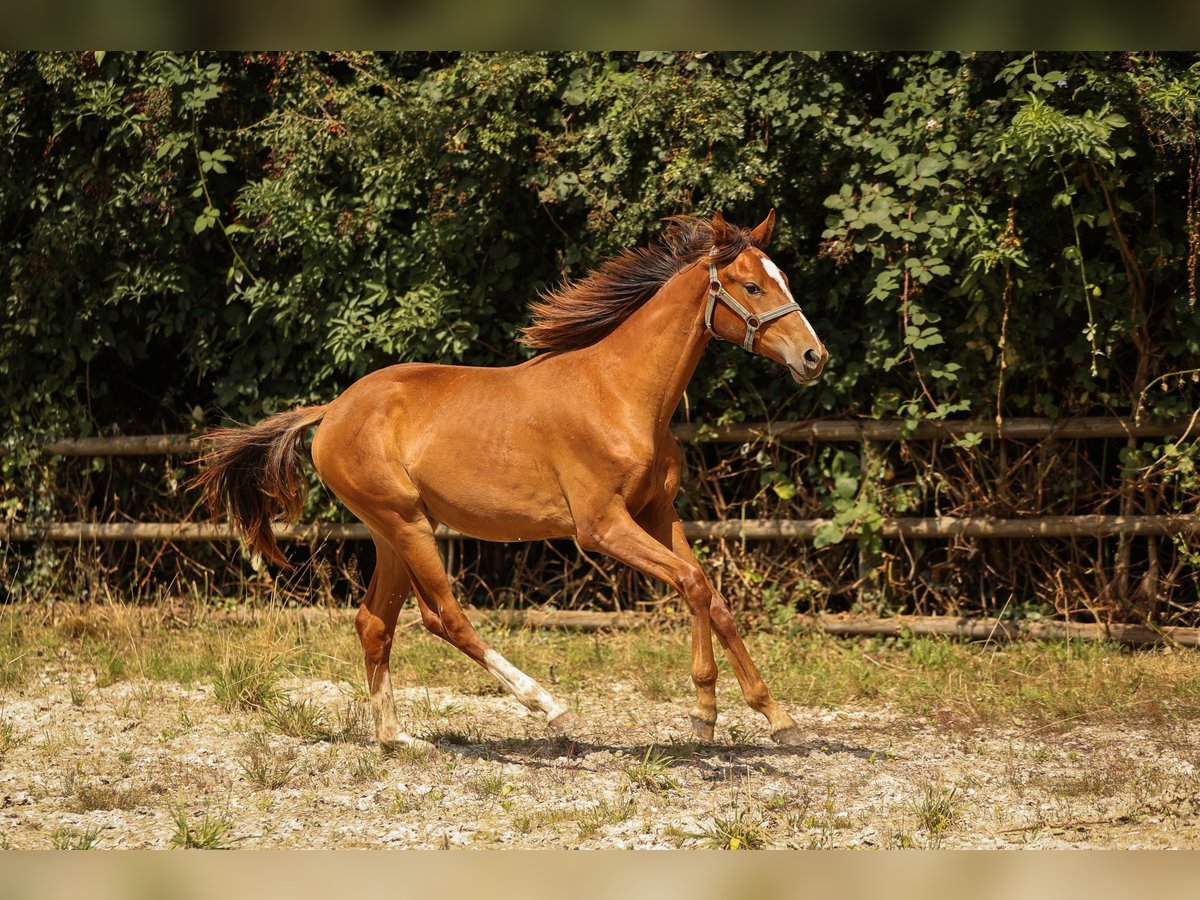 Hannoveraan Merrie 2 Jaar 168 cm Vos in Moers